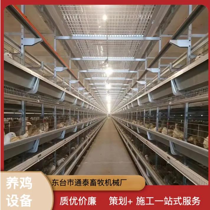 江苏全自动养鸡设备价格解析 自动化养殖设备专业团队与捡蛋系统优势
